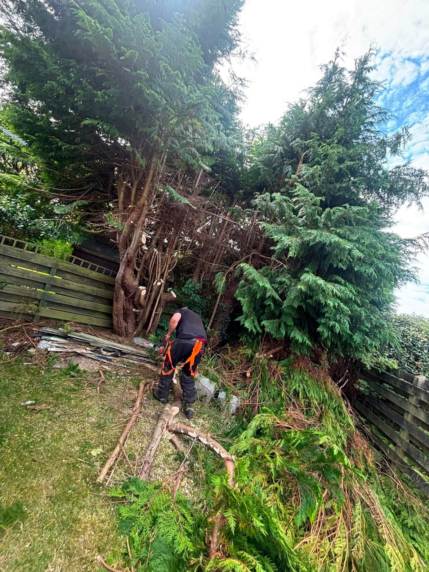 Tree surgeon reducing overgrown conifers in a garden