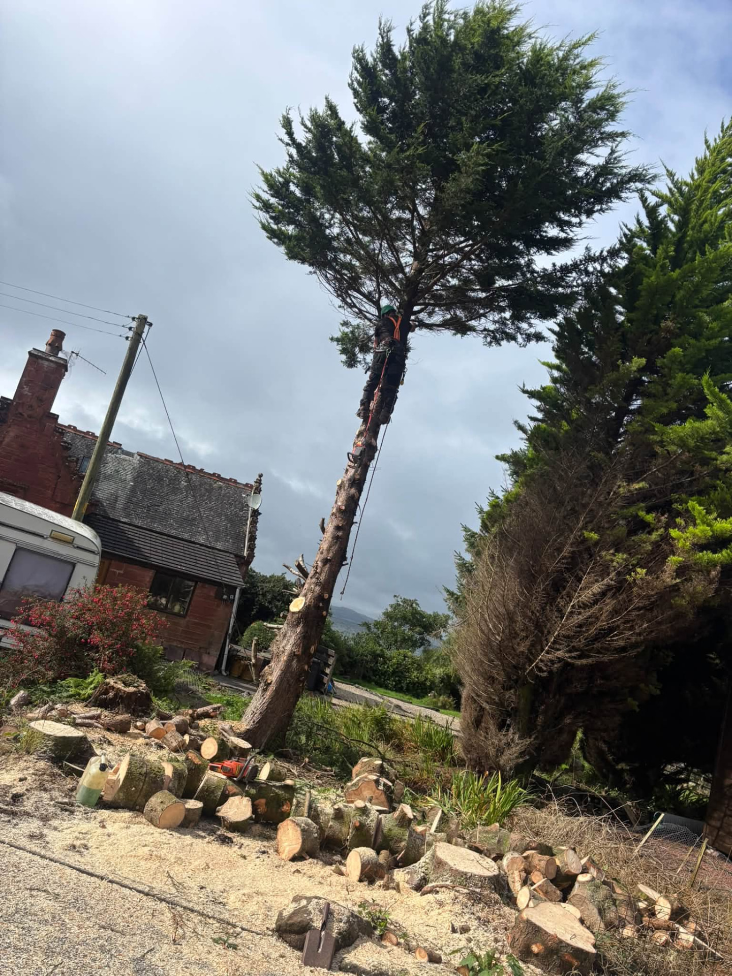 Tree surgeon carefully dismantling a tall damaged tree