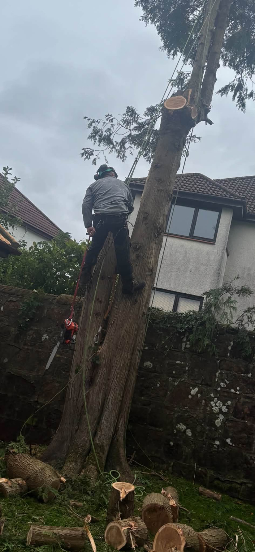 Climber performing sectional removal of a large garden tree