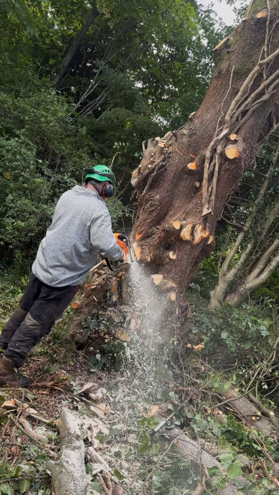 Altern Tree Services tree surgeon felling a large tree in Largs